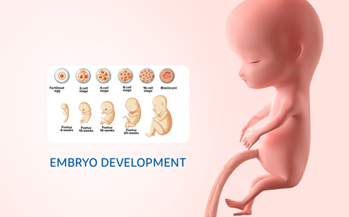 Blastocyst Culture