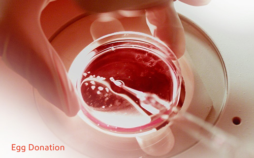 Ovum donation