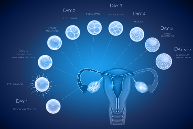 Precautions given by IVF centre in Kolkata when the embryo has been transferred