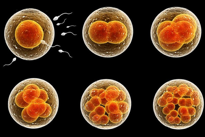 Choosing the Right IVF Clinic: Key Parameters for Successful Embryos